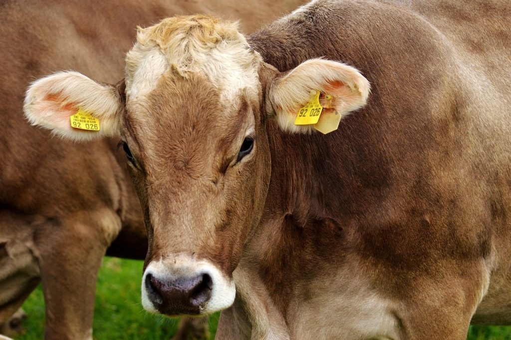 Cattle Chat: Ways to Minimize Scours in Young Calves - Vimarsana News