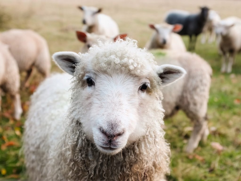 American Sheep Industry Lists Priorities for Farm Bill - Vimarsana News