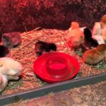 Baby chicks