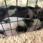 Potbelly pigs: Barnes County 4-H Critter Corral