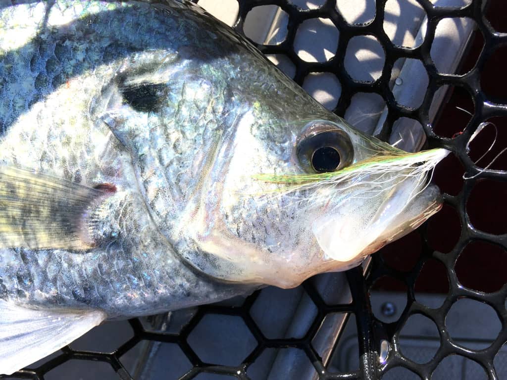 Four Favorite Stops for Spring Fishing - Vimarsana News