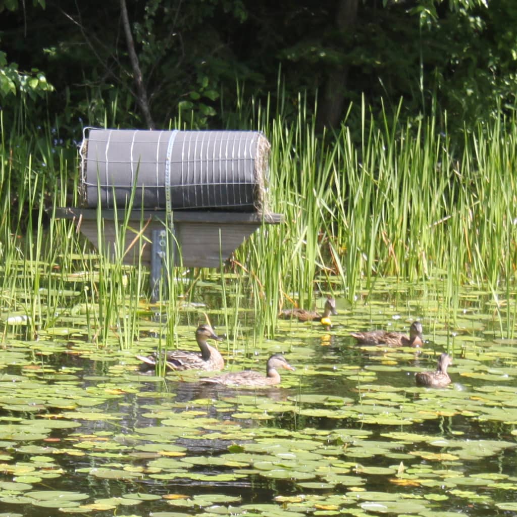 Waterfowl Likely to Find Great Spring Conditions - Vimarsana News