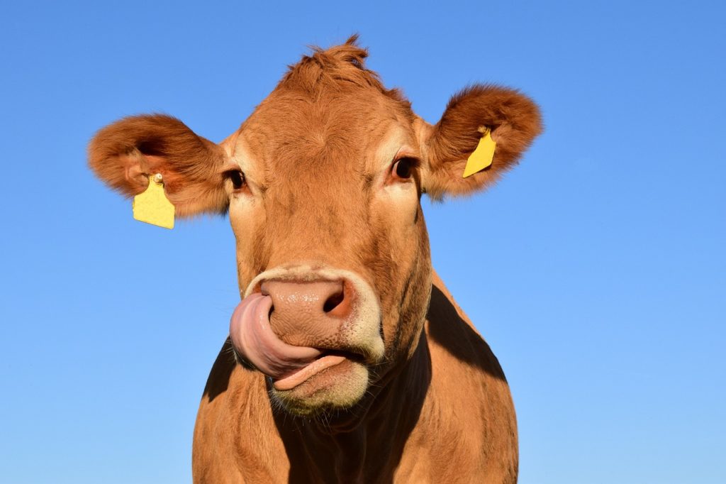 Cattle Chat: Collecting Data Off Ranch Aids Management Decisions - Vimarsana News