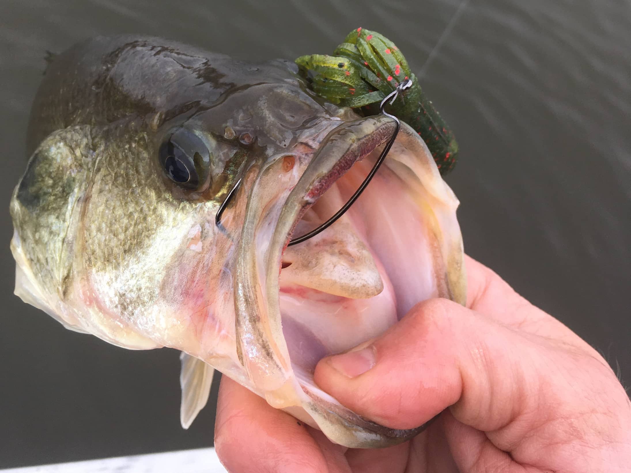 Four Baits For Spring