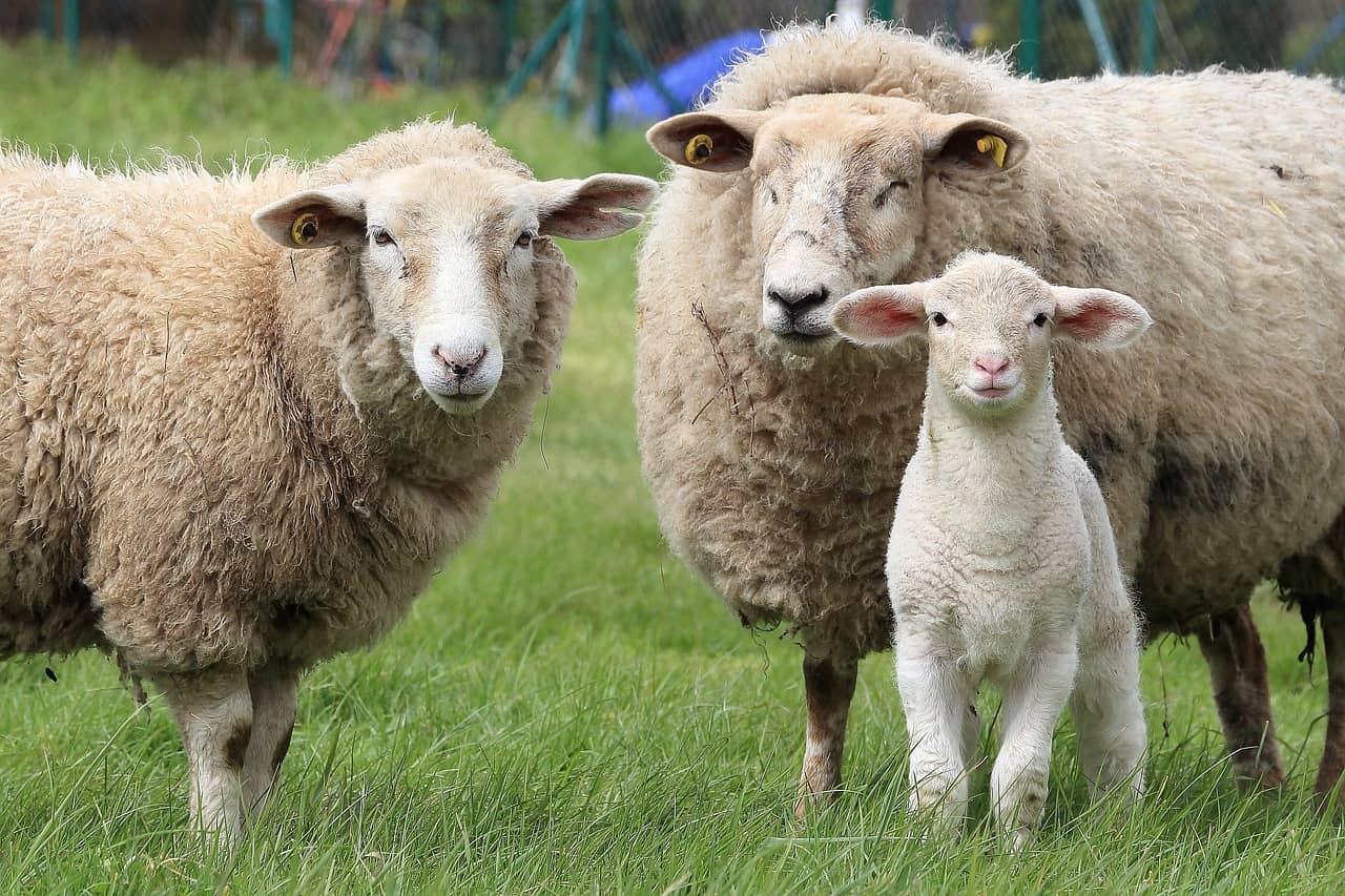 sheep-1547720_1280