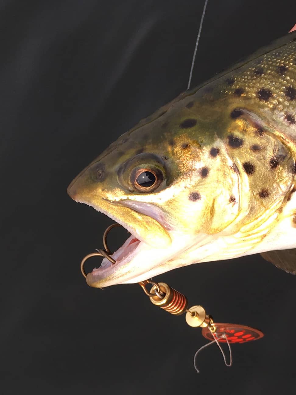 Spoon & Spinner Tips for Spring Trout