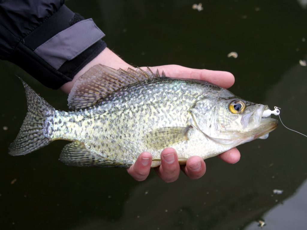Our Outdoors: Spring for Crappies - Vimarsana News