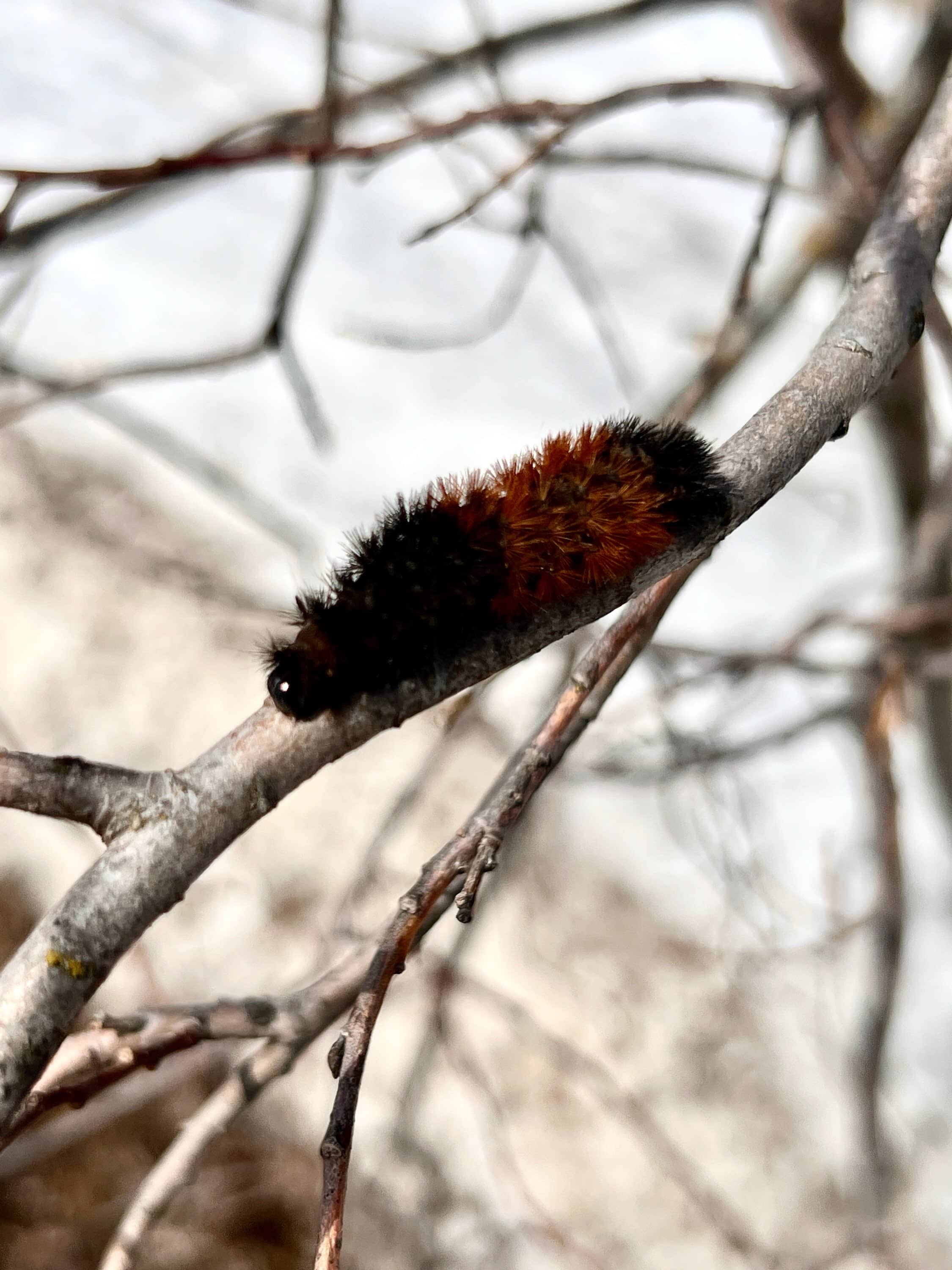 woollybear