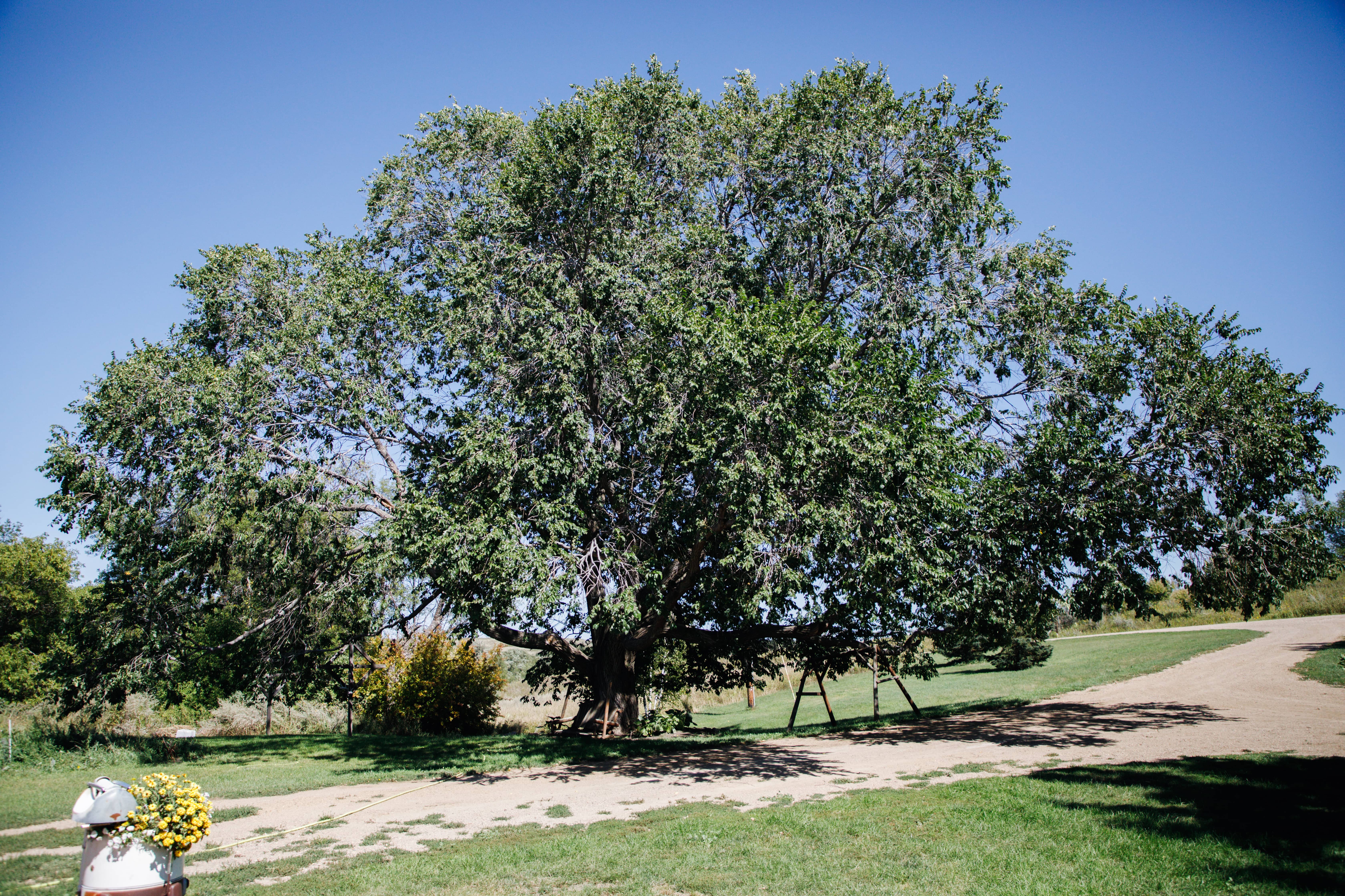 champion-slippery-elm