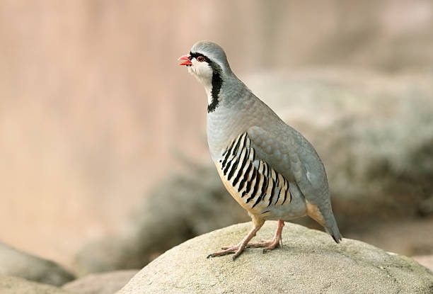 chukar