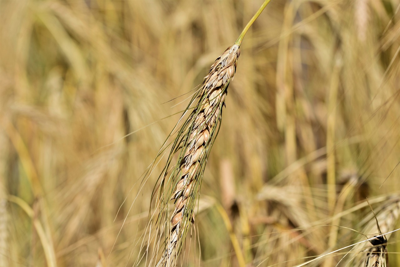 winter-wheat-gf96577e51_1280