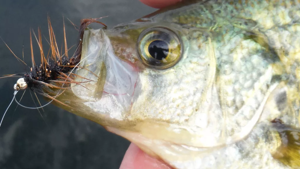 Our Outdoors: Fly Fishing Not All About Trout - Vimarsana News