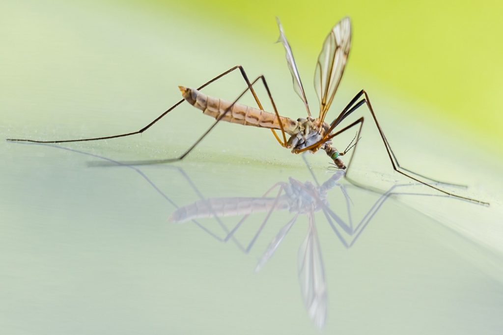 Mosquito Fogging Notice For Jamestown Residents