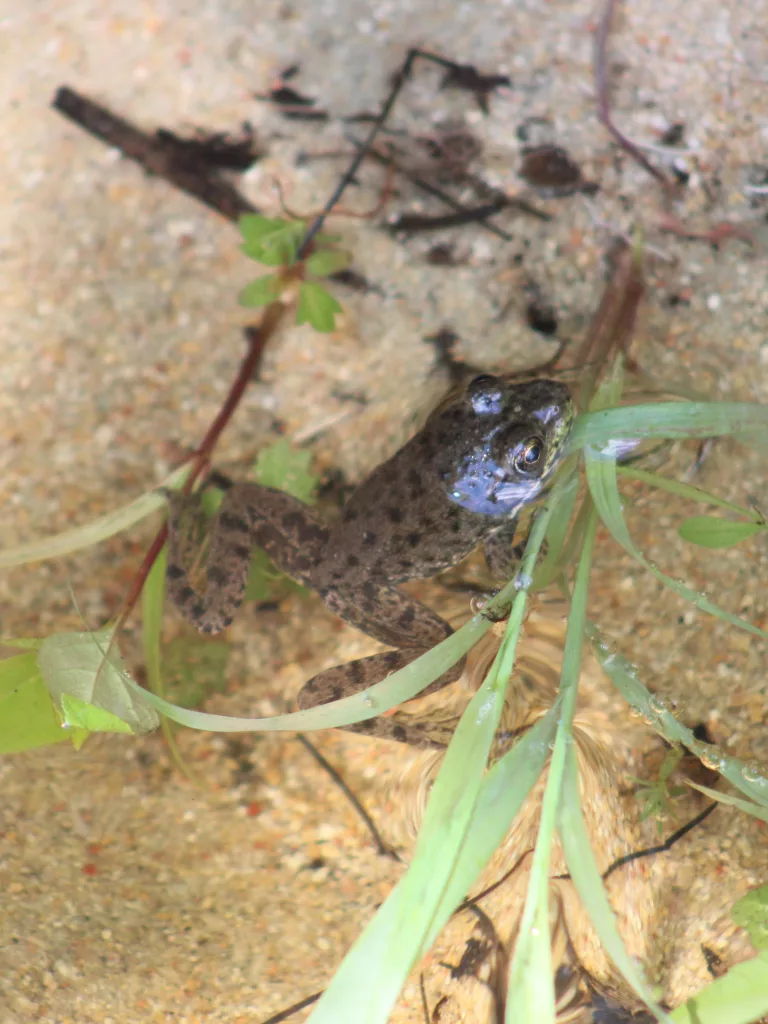 Our Outdoors: Feeling Froggy - Vimarsana News