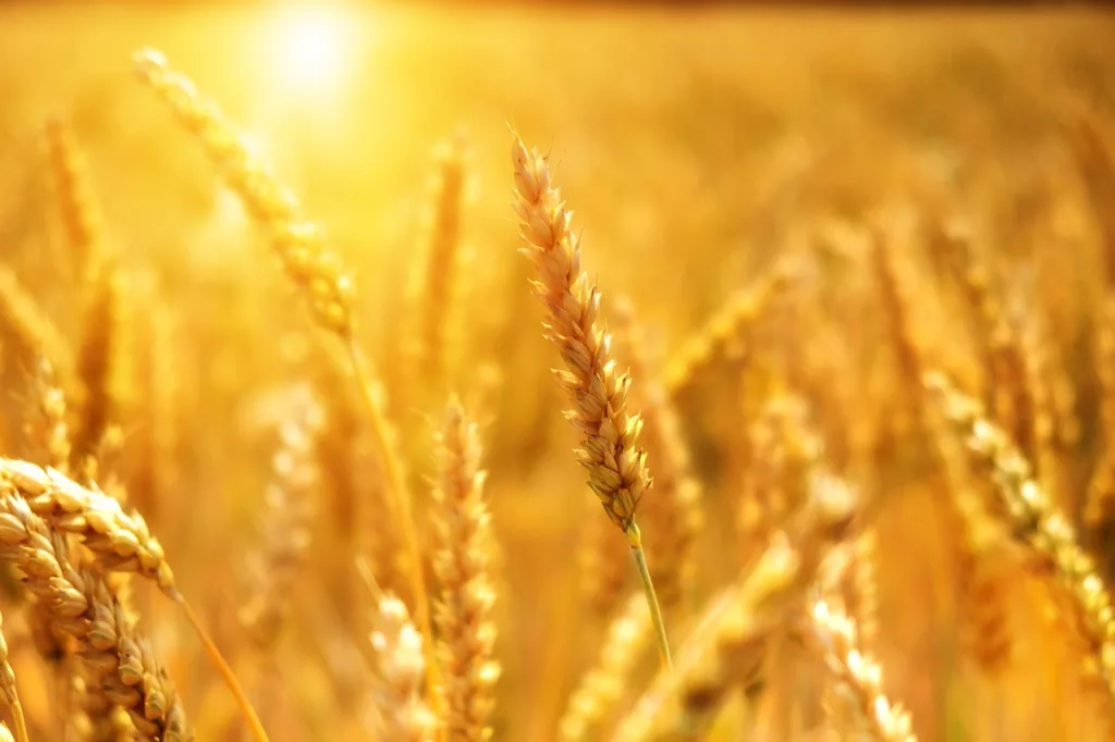 Wheat Exports to Hit 52-Year Low - Vimarsana News