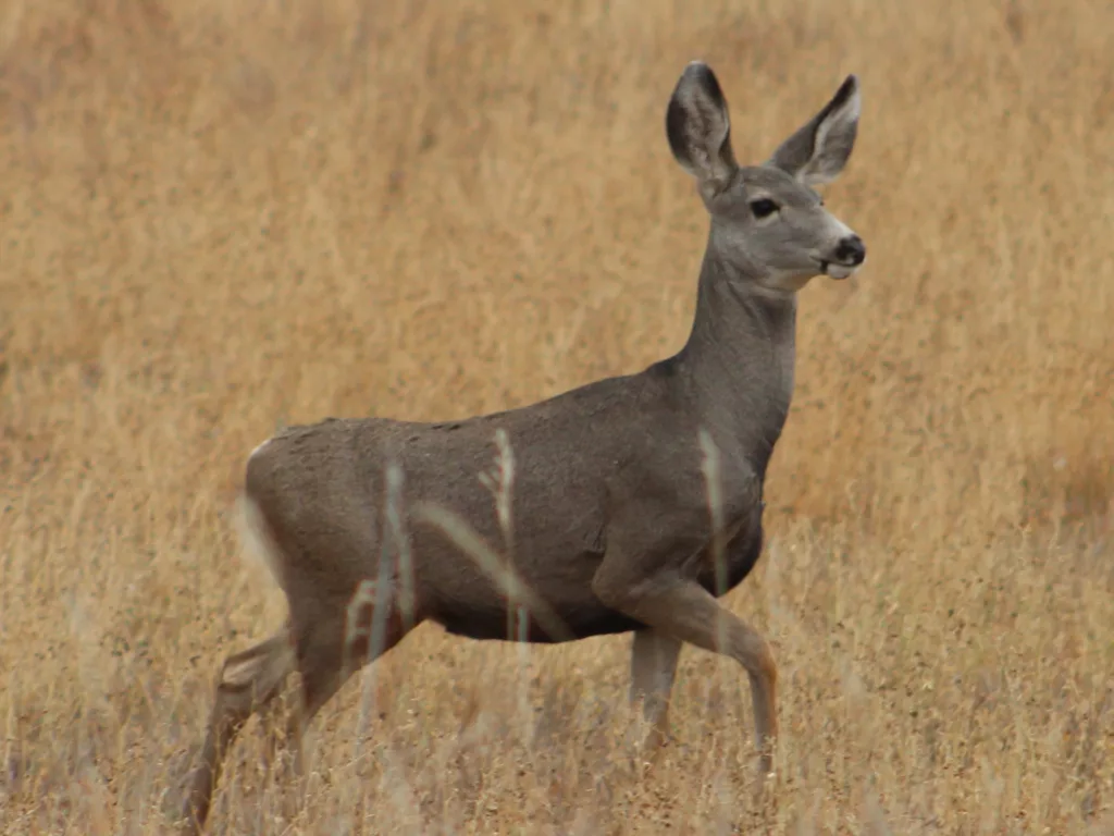 Habitat Remains Concern for Deer Rebound - Vimarsana News
