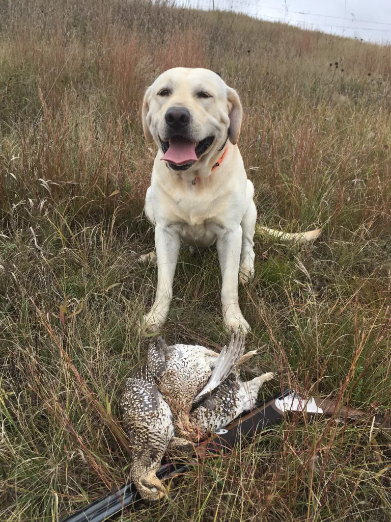 2023 Partridge & Grouse Season Preview - Vimarsana News
