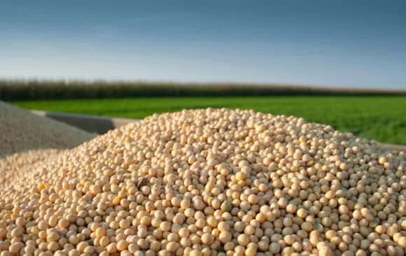 soybeans-2-jpg-2