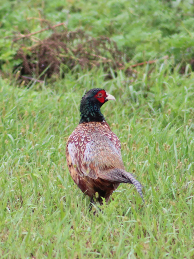 Our Outdoors: Roosters & Rain - Vimarsana News