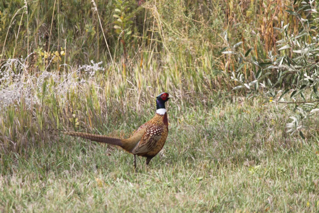 Our Outdoors: Going Uphill and Other Pheasant Tales - Vimarsana News