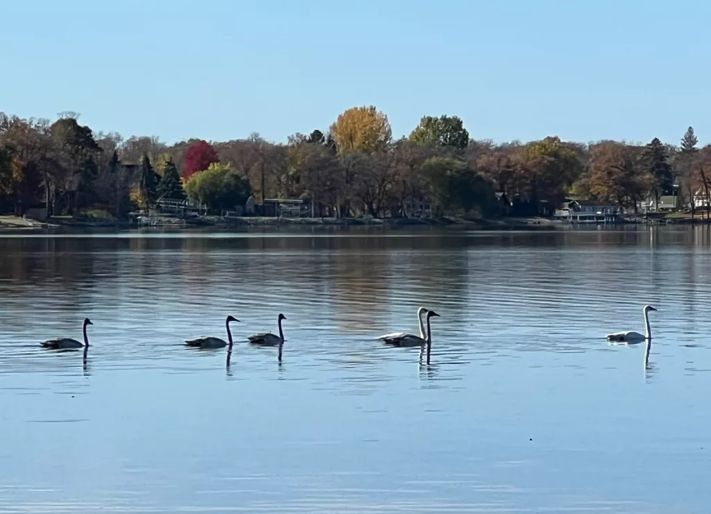 Our Outdoors: Swan Song - Vimarsana News
