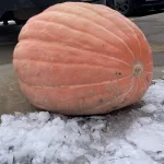 Great Pumpkin