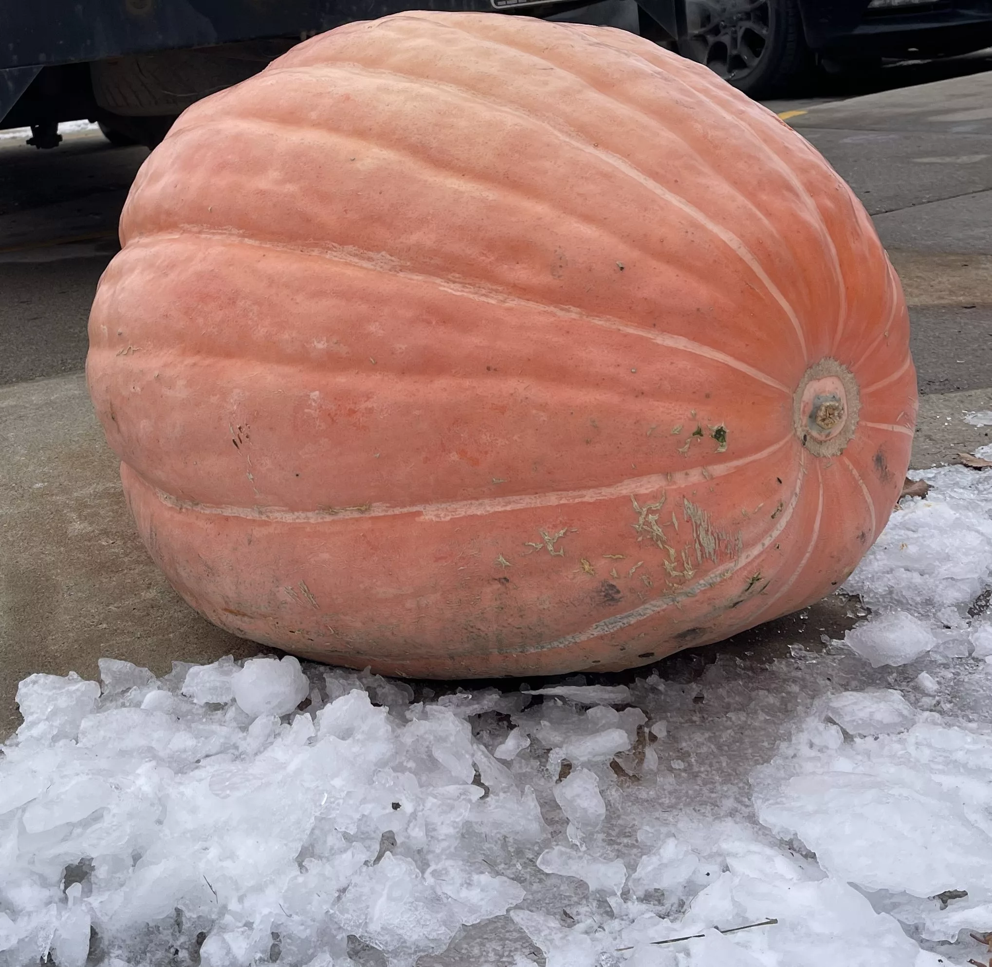 pumpkin-2