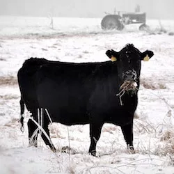 cattle_cold_snow_1210-jpg-5