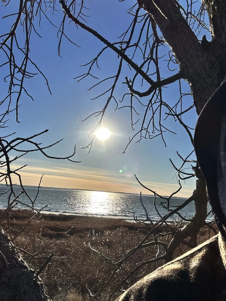 The Peluso Report: The In-Between - Vimarsana News