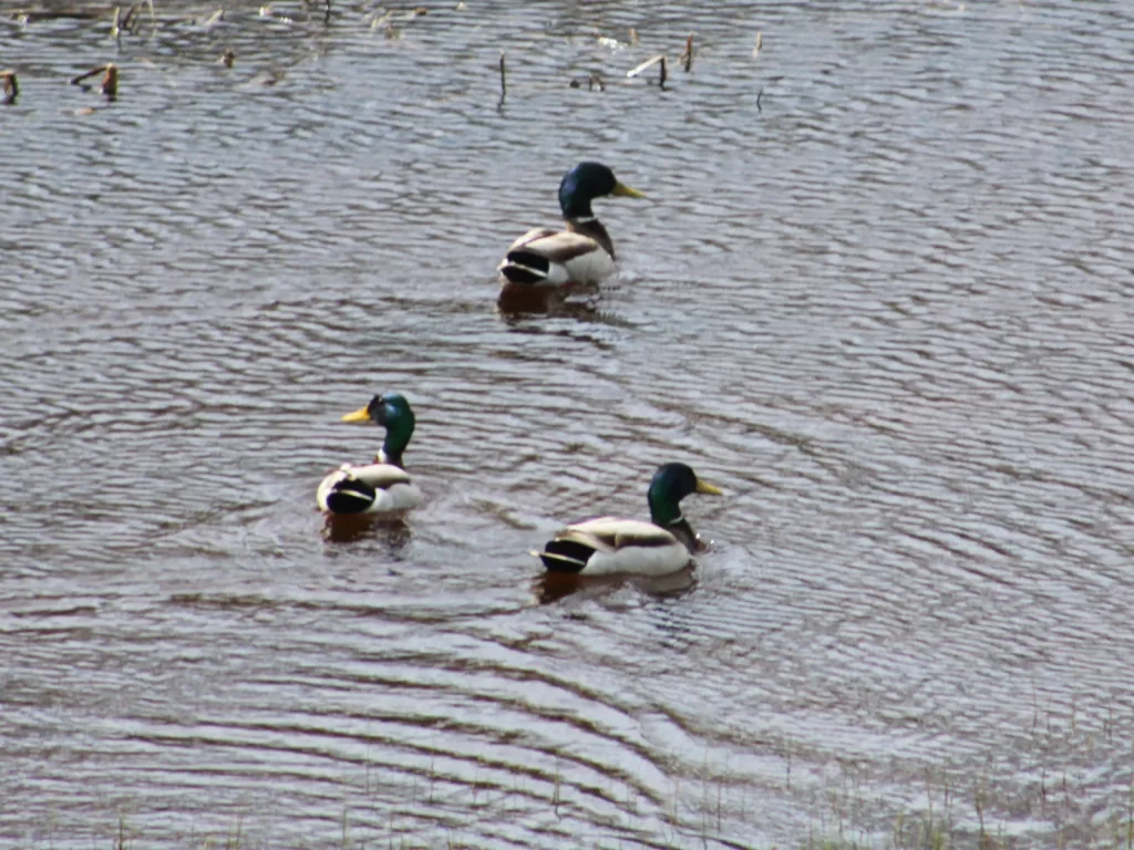 The Waterfowl Season That Was - Vimarsana News