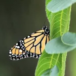 monarchwalnut