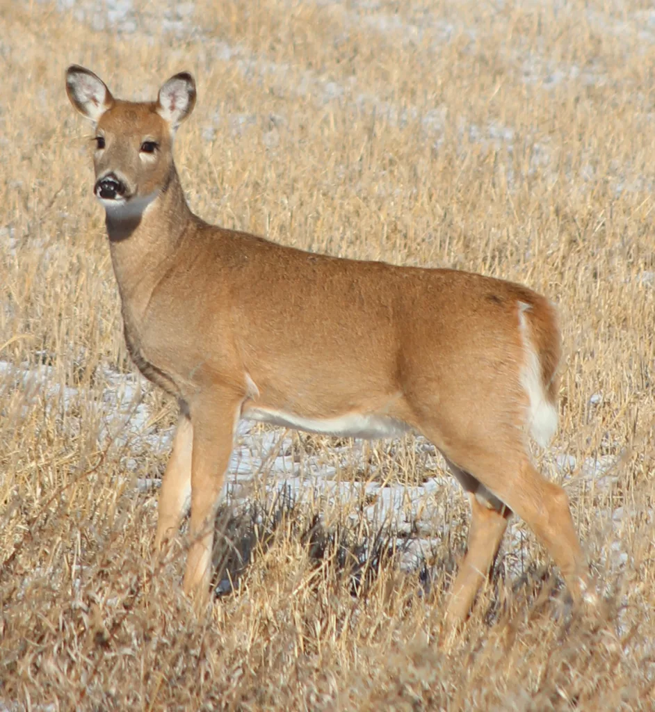 North Dakota Hunters Help Stall CWD in 2023 - Vimarsana News