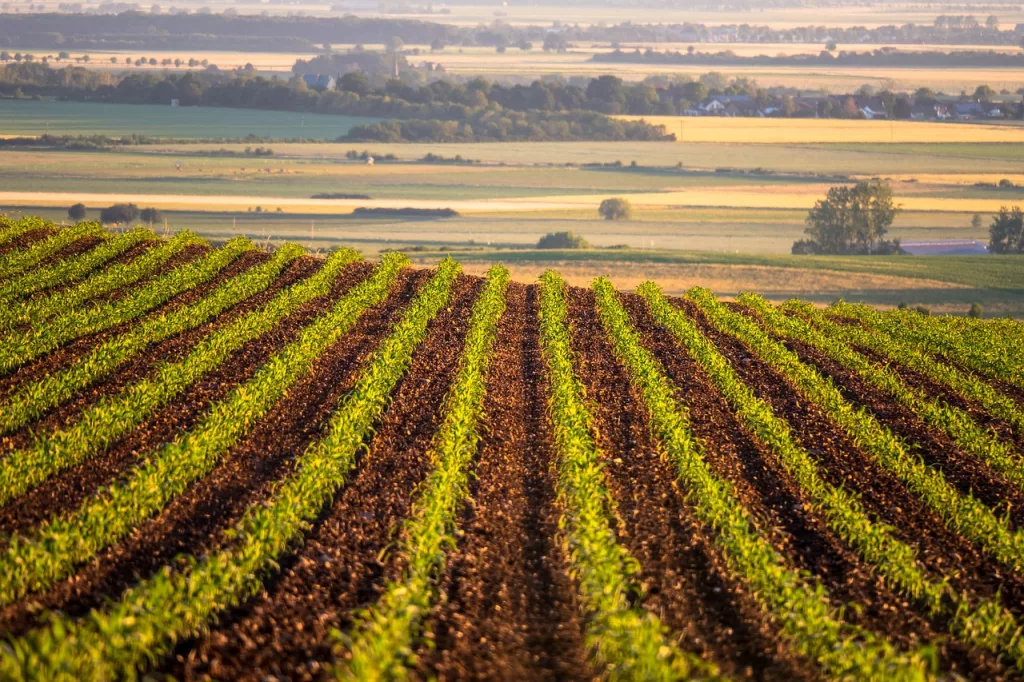 Stocks Report Shows More Corn, Beans in Storage - Vimarsana News