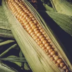 corn-3705687_1280-5