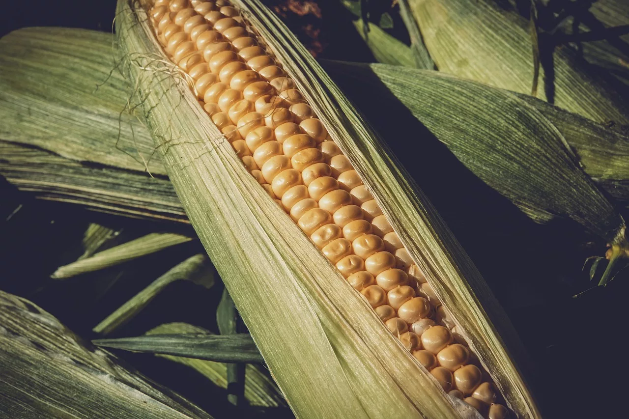 corn-3705687_1280-5