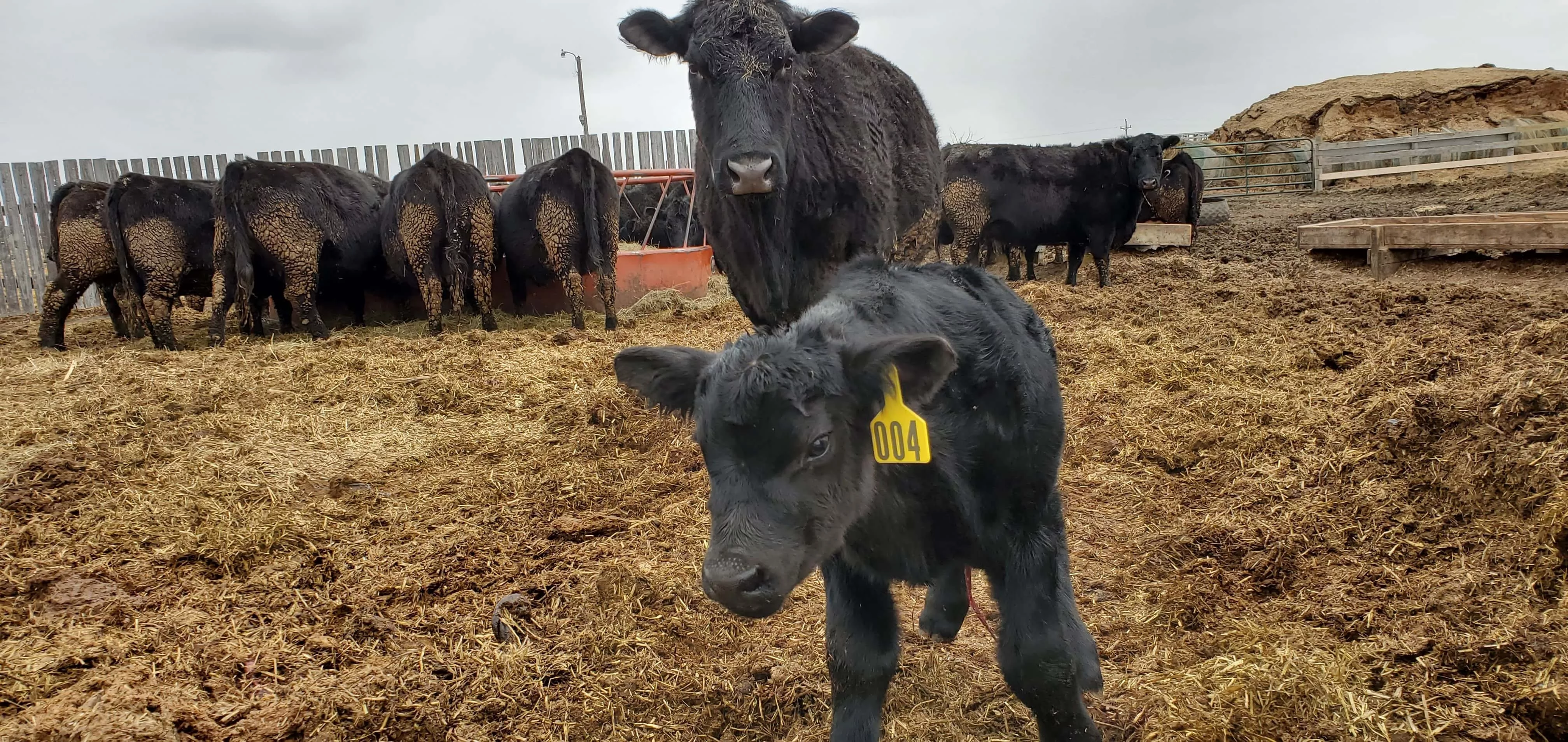 cattle-ndsu-jpg