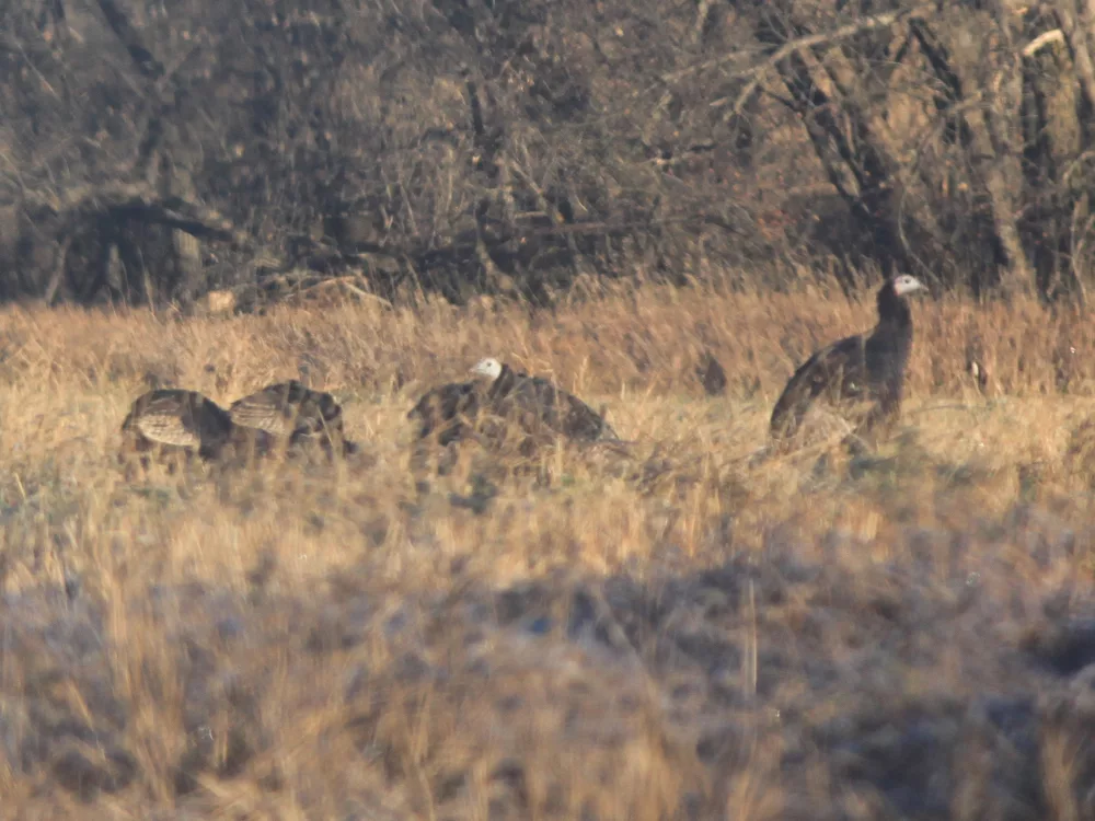 turkeys