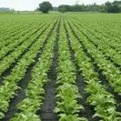 sugarbeet-field-ndsu-jpeg-4