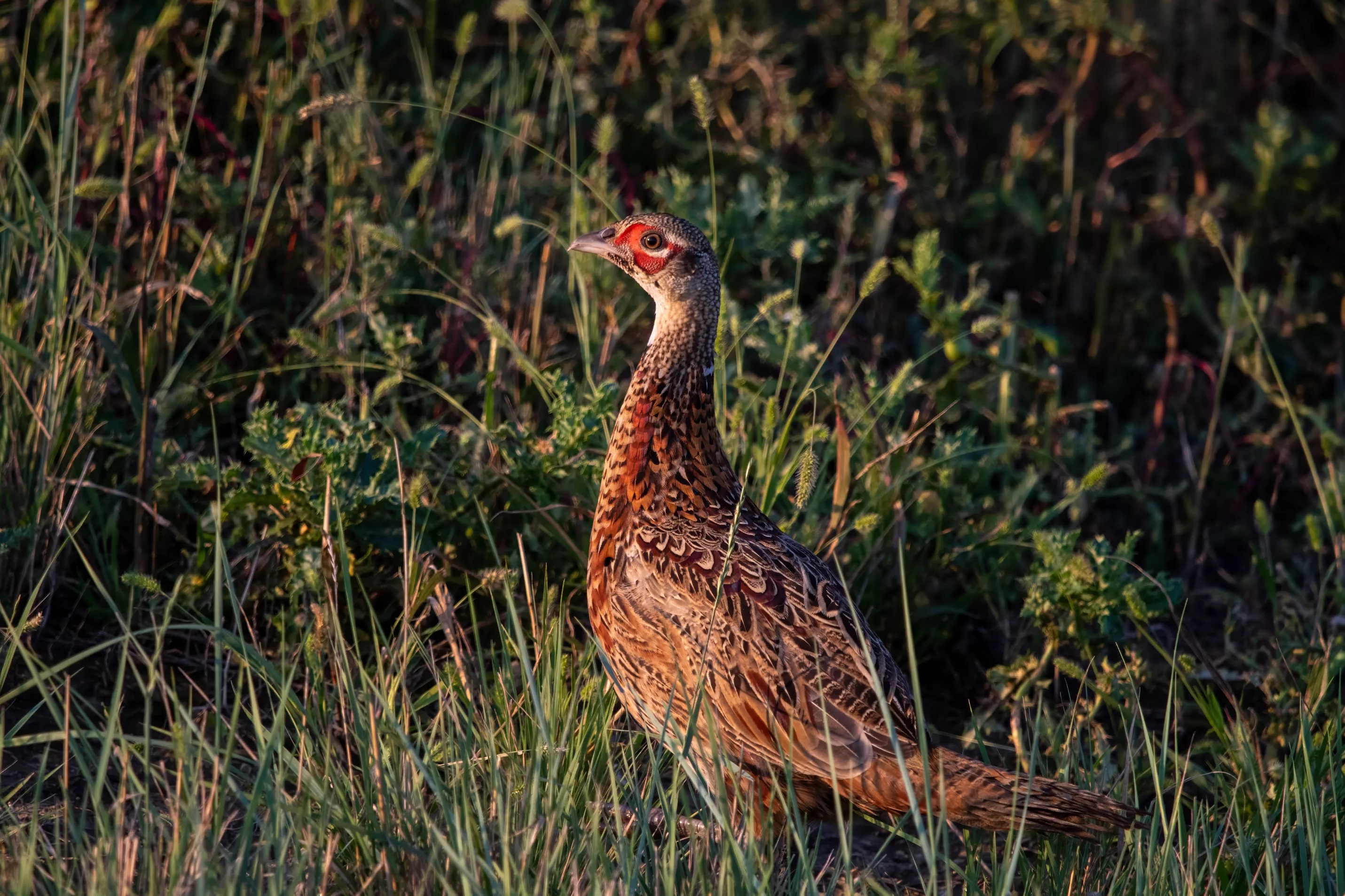 halfgrownrooster