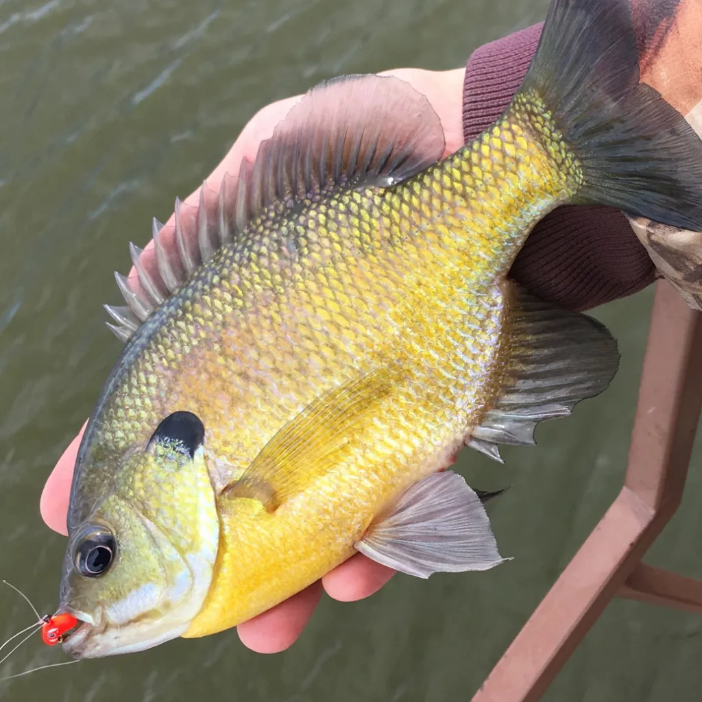 Best Tips for Bigger Bluegills | News Dakota