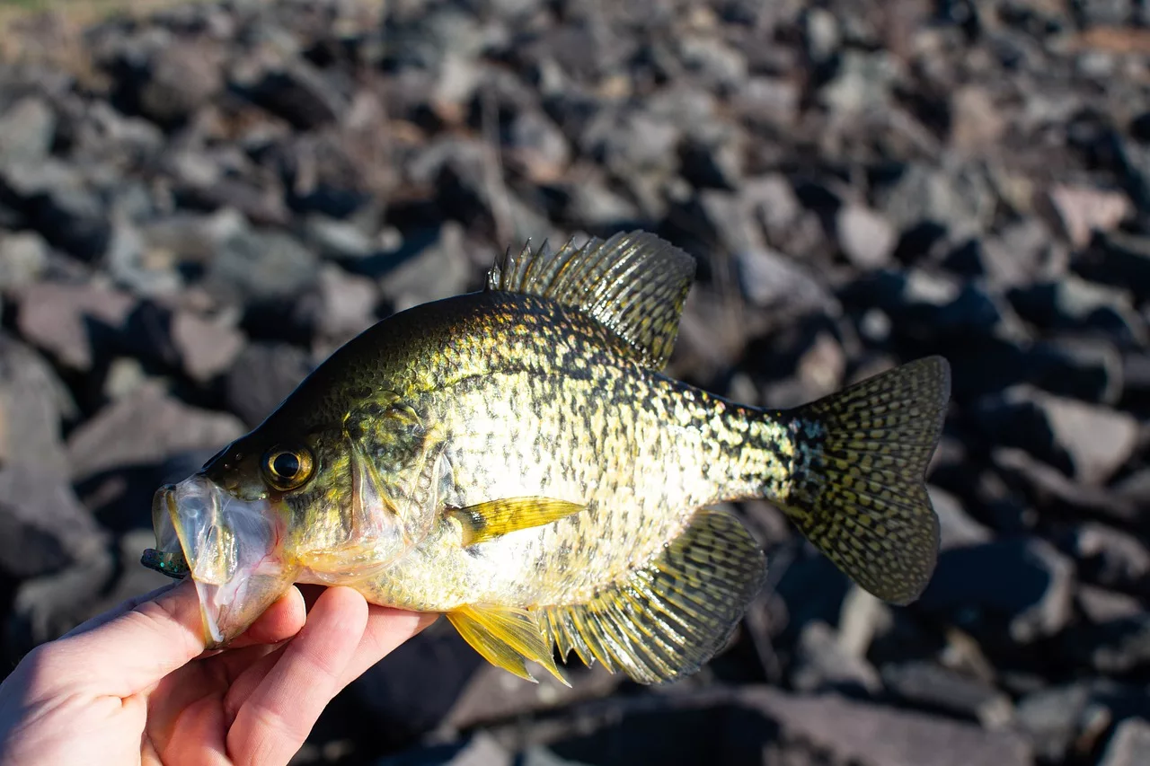 crappie-5110219_1280