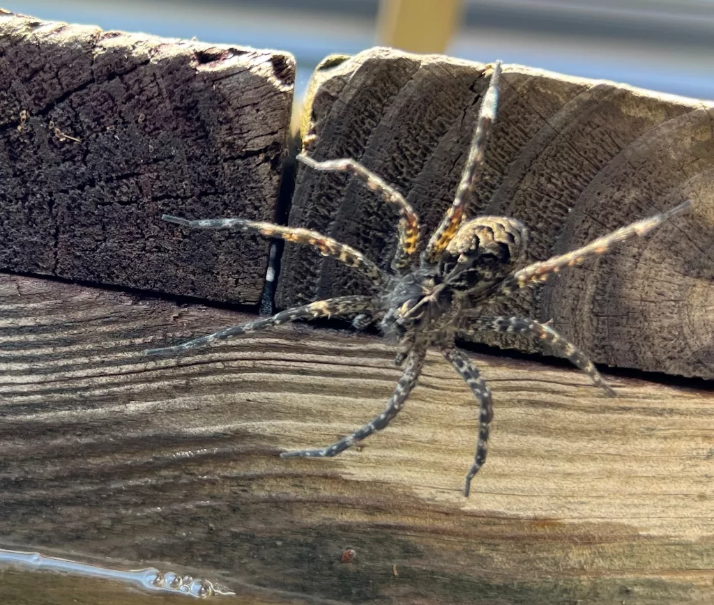 Dark Fishing Spider 