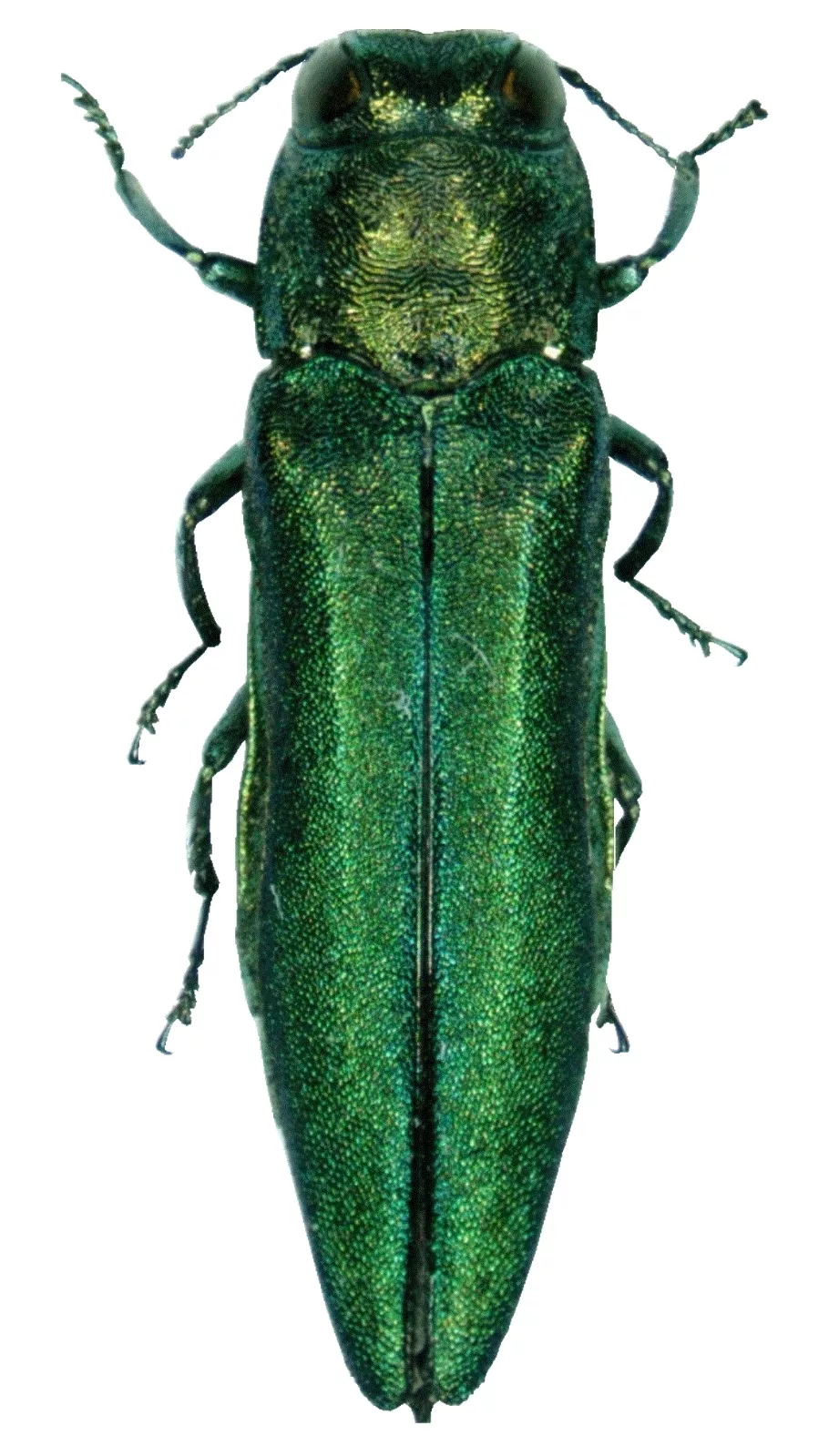 agrilus_planipennis_001