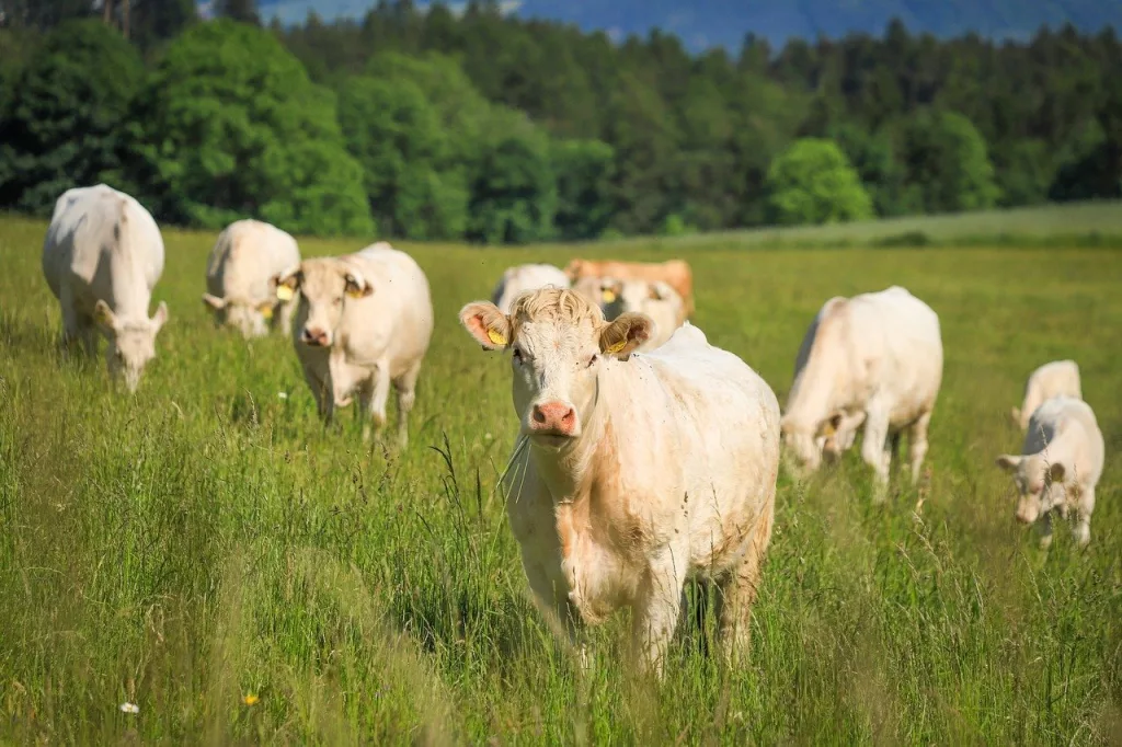 North American Cattle Leaders Hold Joint Meeting