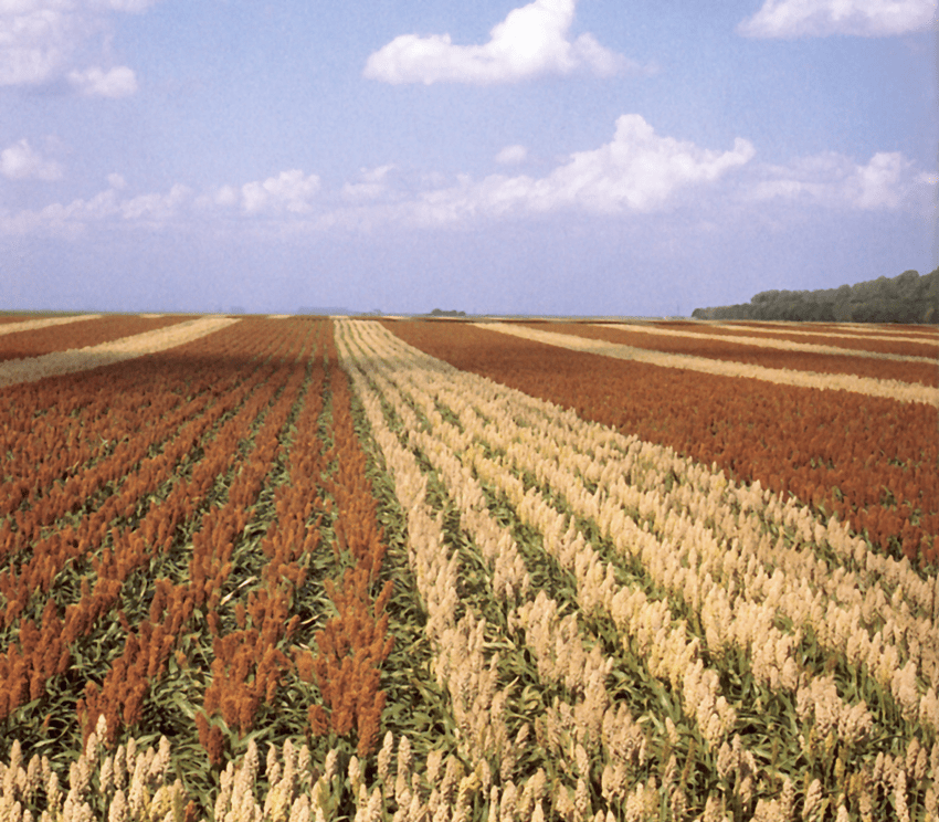 sorghum_field-png