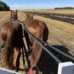 Plow Fest Horse Ride