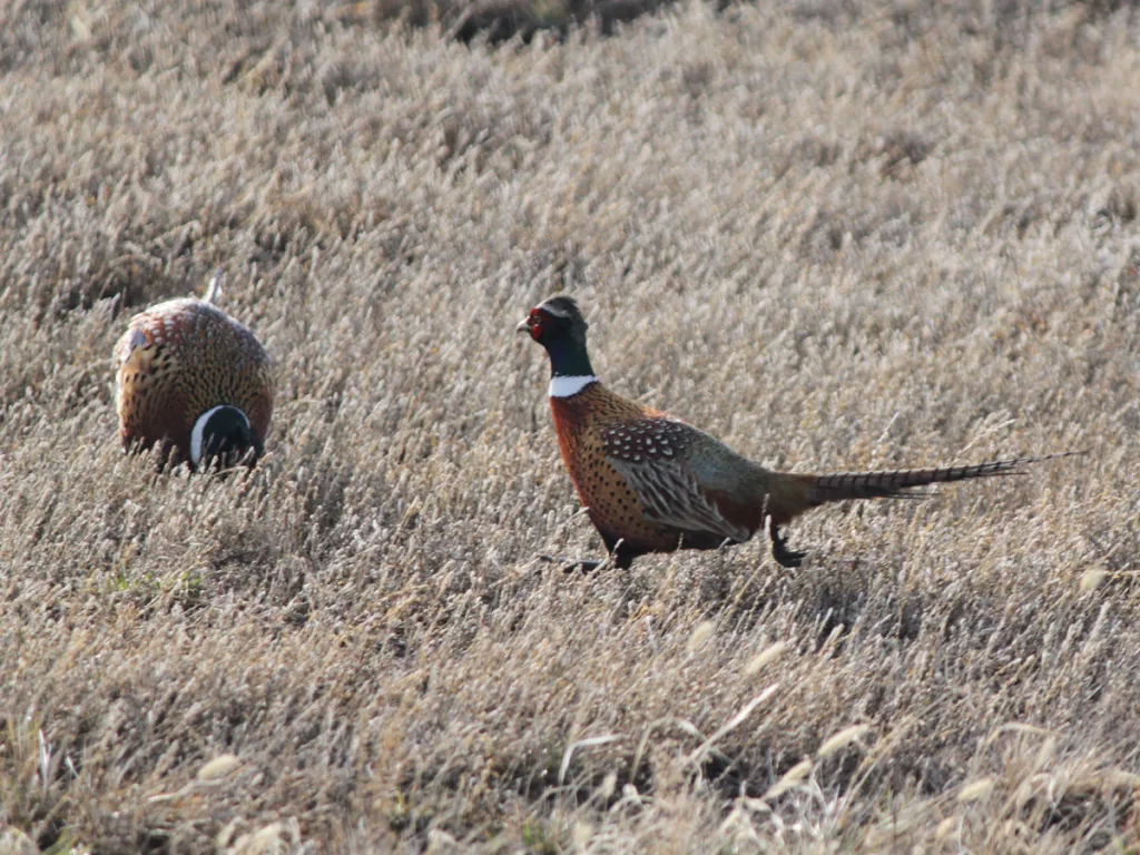 Ringneck Pheasant Photo shops Upland Game bird South Dakota Pheasant Hunting Roosters Father's Day gift for Dad hunter Lodge cabin man cave decor