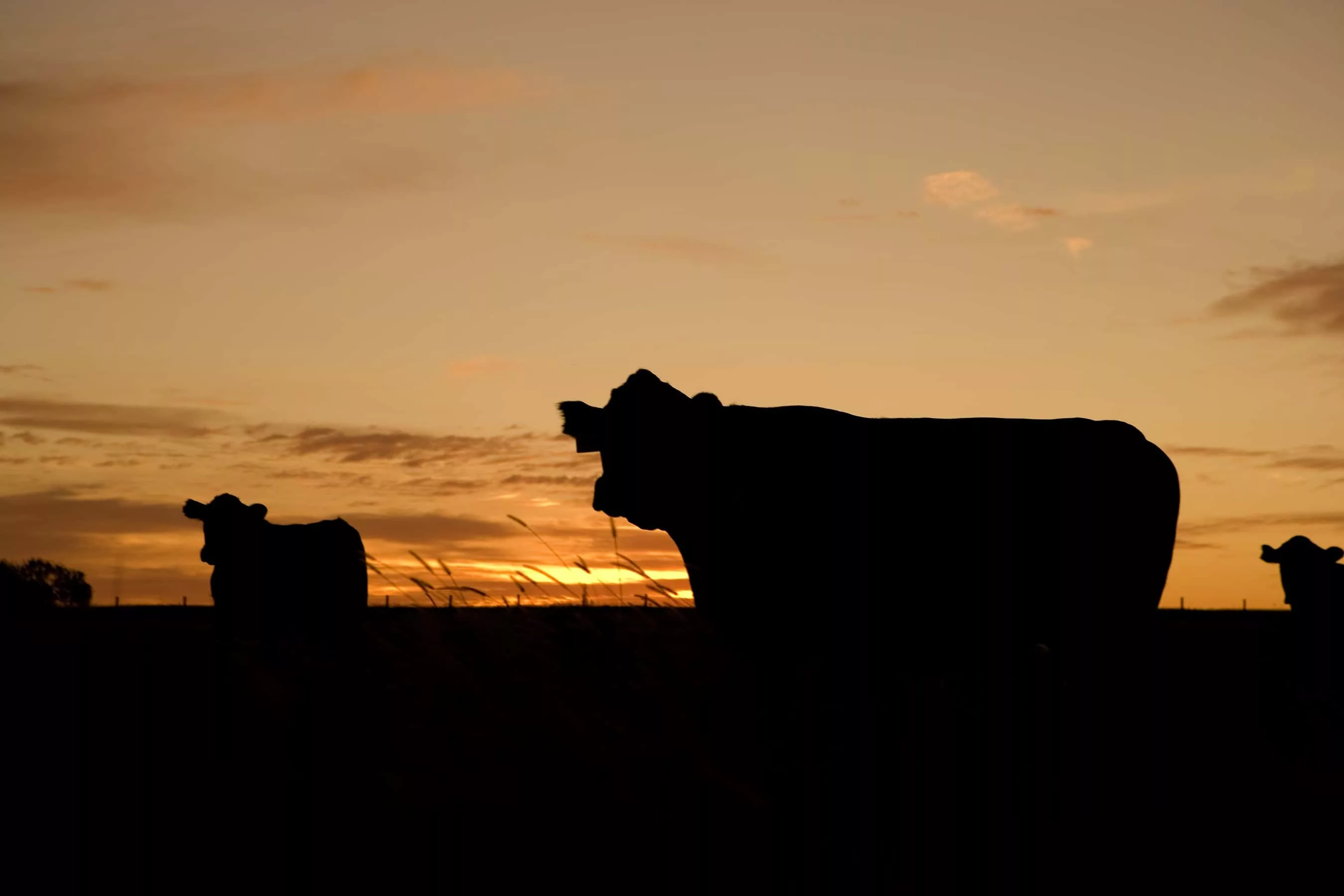 cattle-640985-jpg