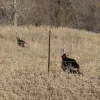 turkeys-1