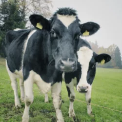 dairy-cows-png-2